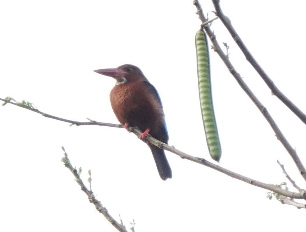 Brown-breasted Kingfisher - Ronet Santos