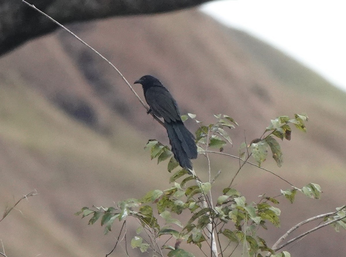 Philippine Coucal - Ronet Santos