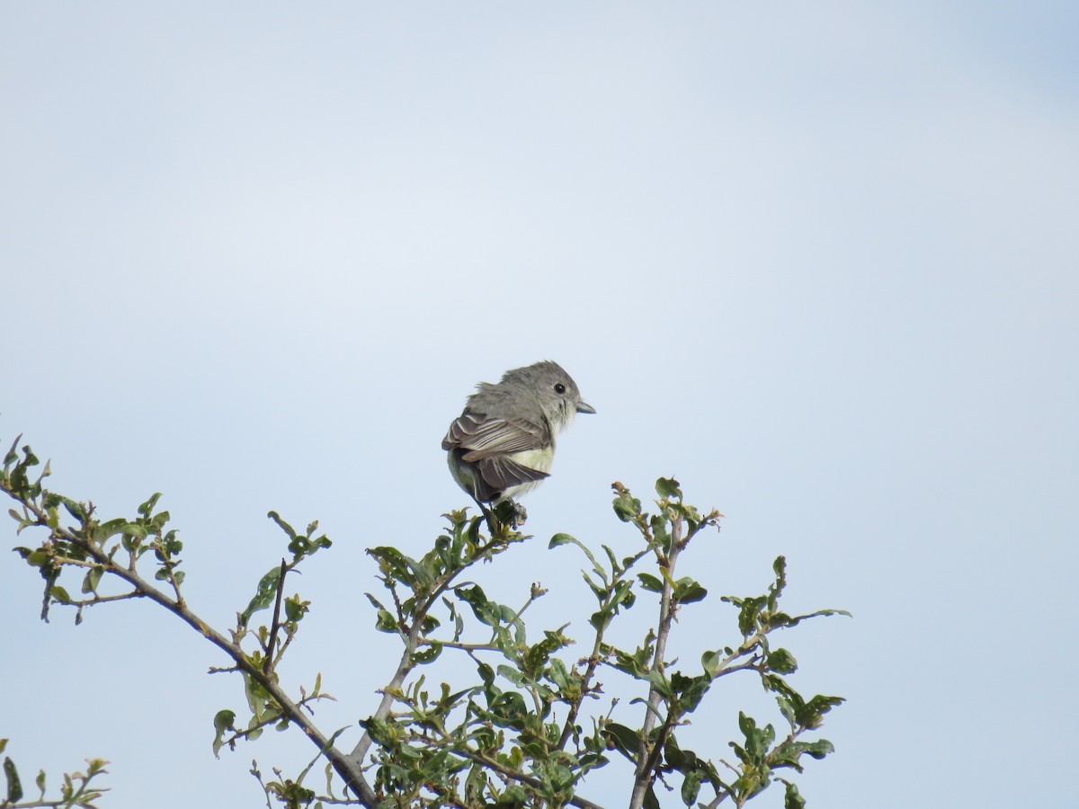 Gray Vireo - ML416646181