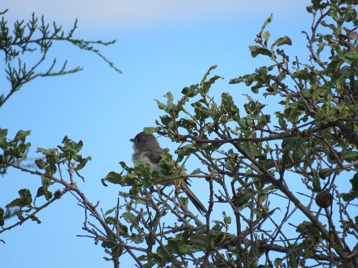 Gray Vireo - ML416646191