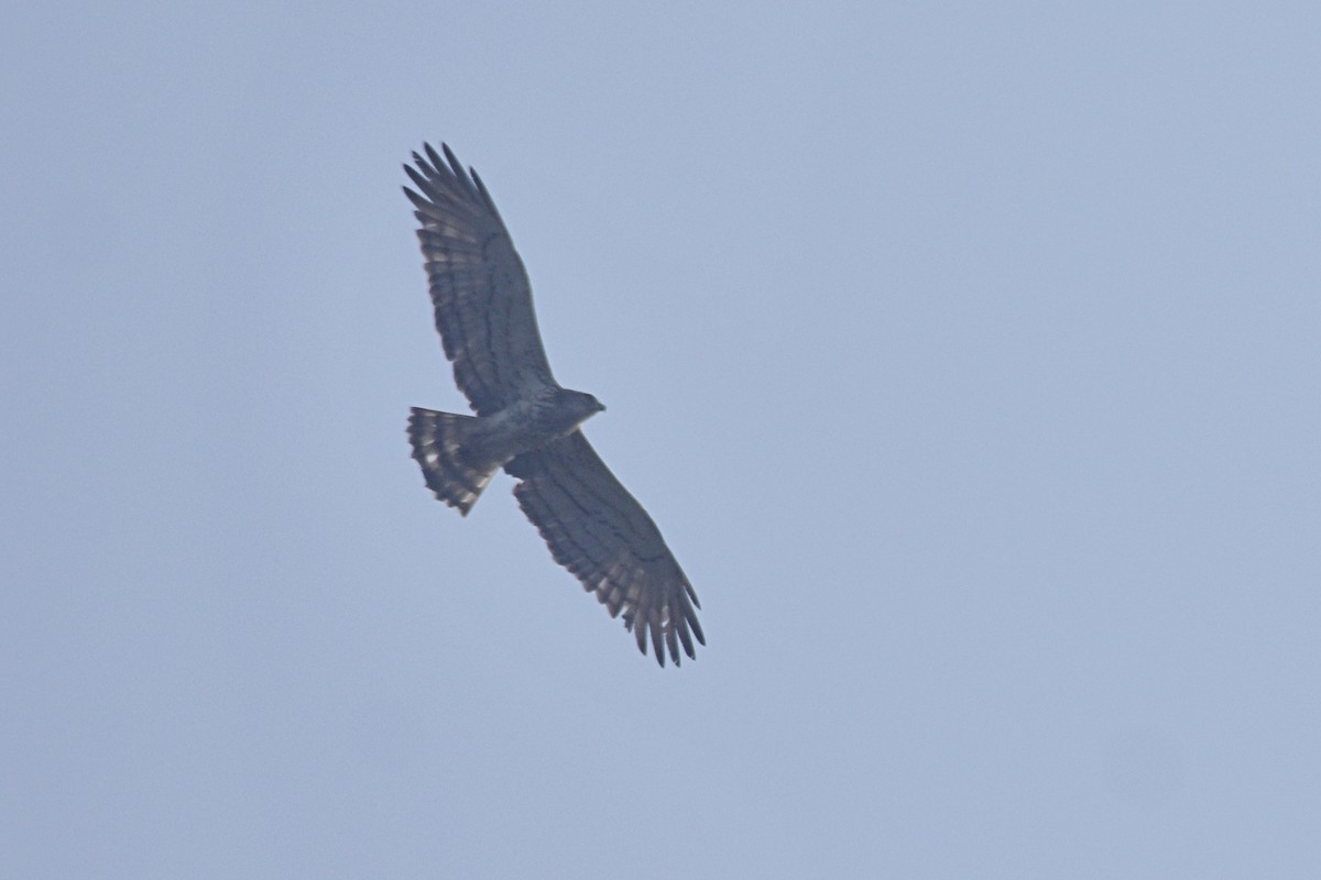 Short-toed Snake-Eagle - Dr Mohammed Umer  Sharieff