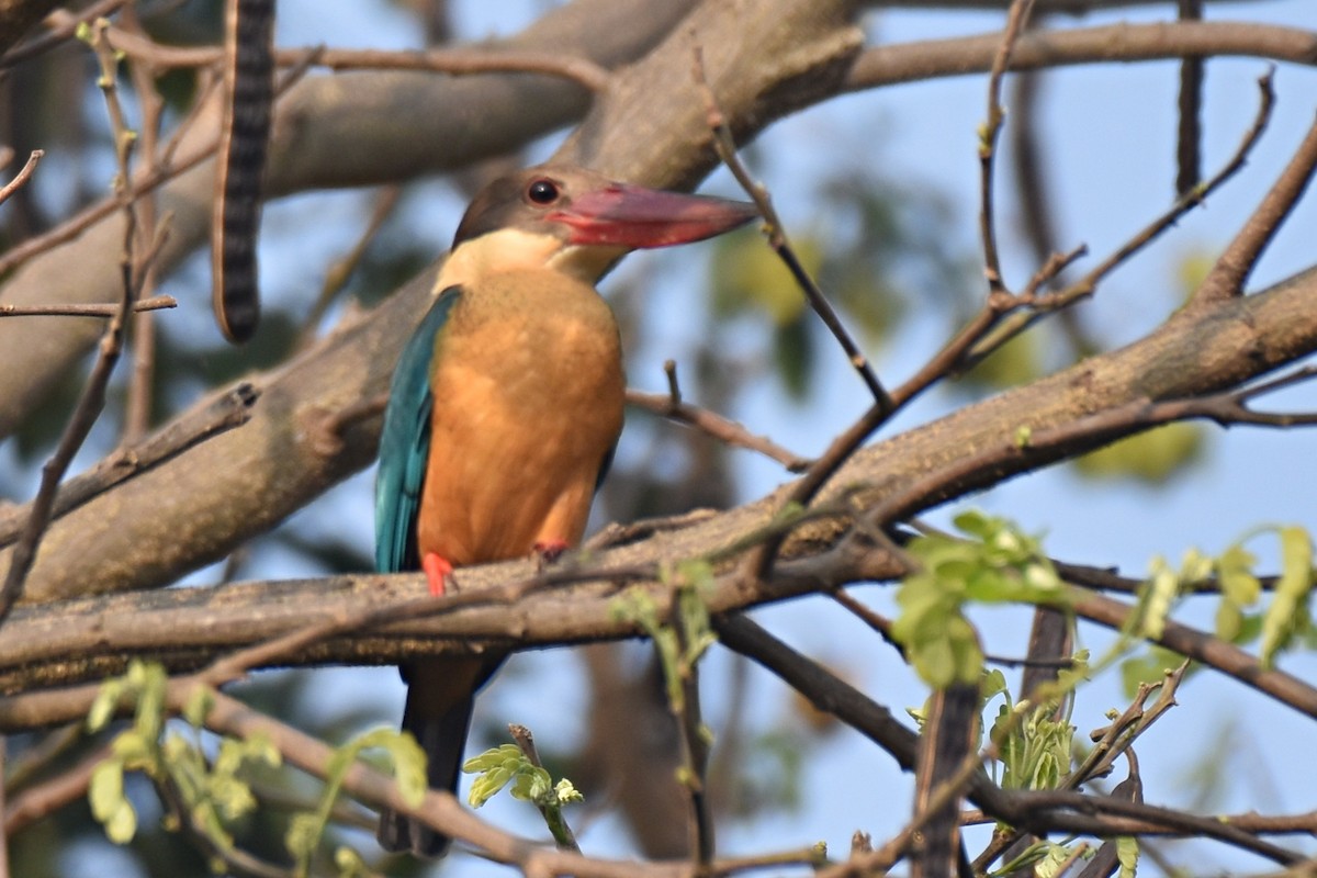 Stork-billed Kingfisher - ML416646811