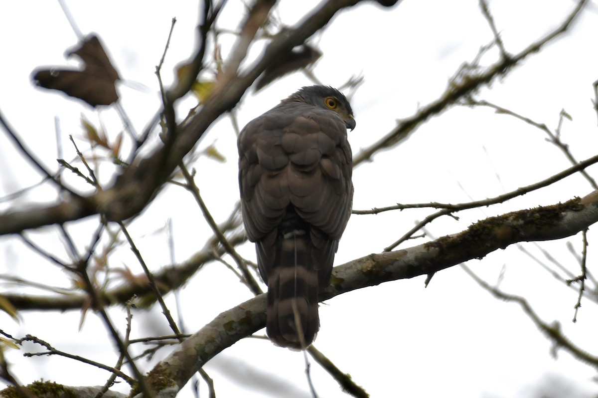 Crested Goshawk - ML416649091