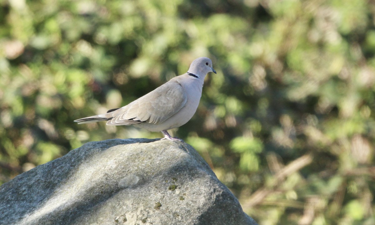 Eurasian Collared-Dove - ML416649761