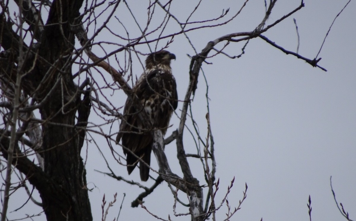 Bald Eagle - ML41665141