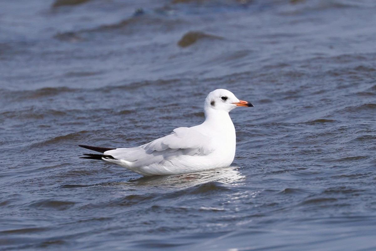 Brown-headed Gull - Kakul Paul