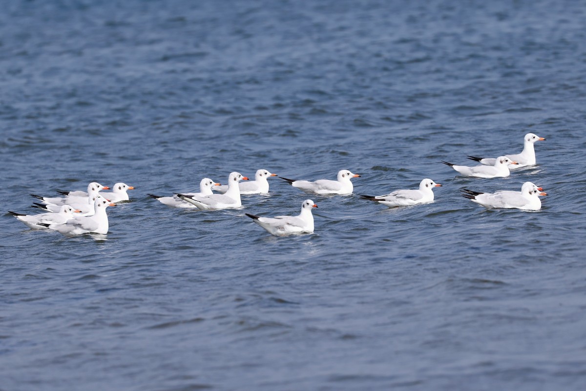 Brown-headed Gull - ML416652091