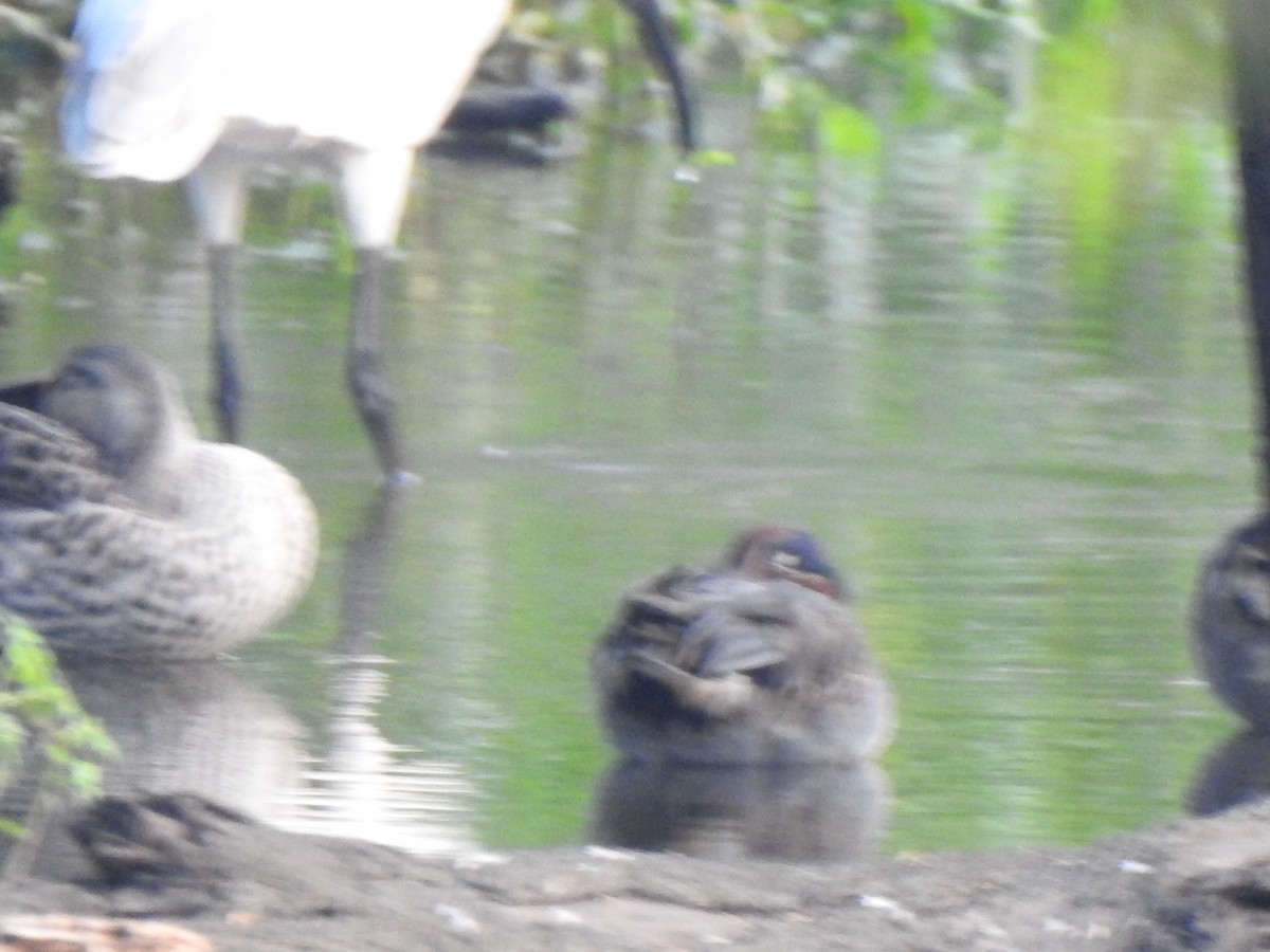 Green-winged Teal - ML416652351