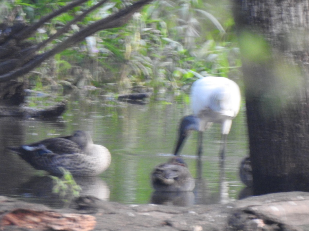 Green-winged Teal - ML416652361