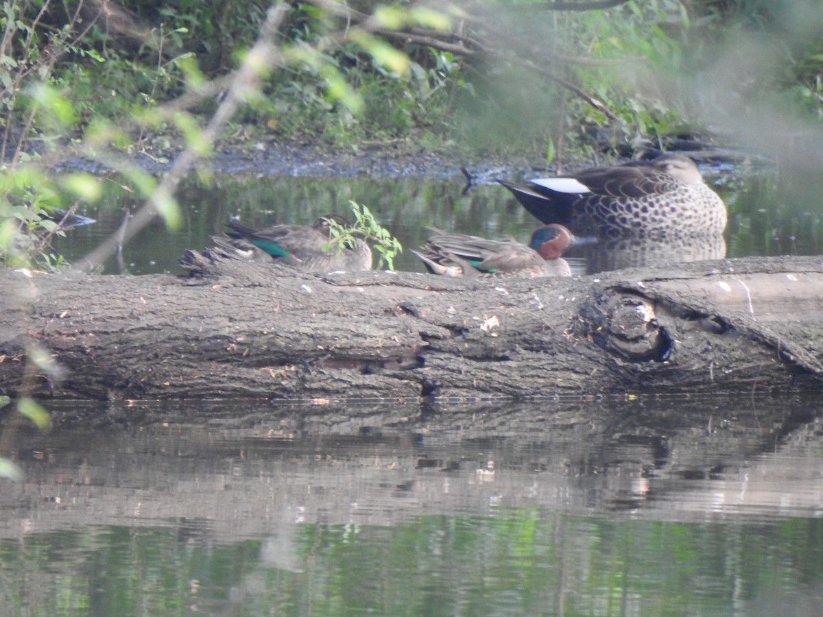 Green-winged Teal - ML416652391