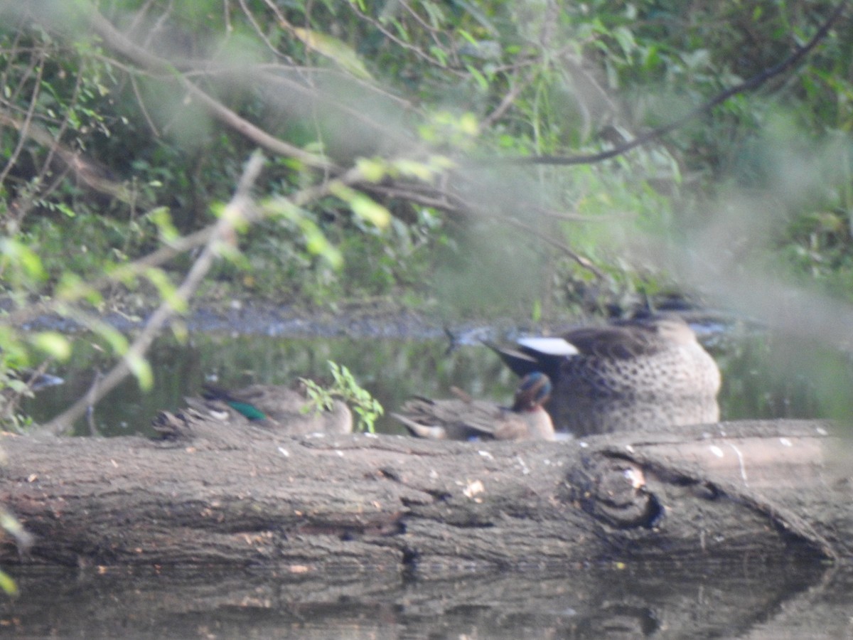 Green-winged Teal - ML416652401