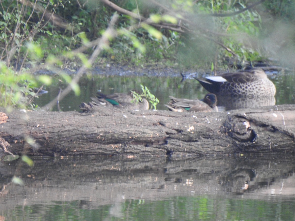 Green-winged Teal - ML416652411