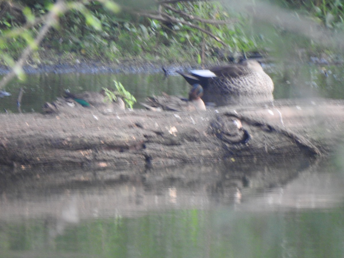 Green-winged Teal - ML416652421