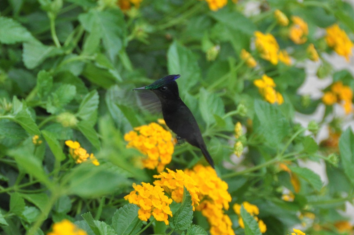 Antillean Crested Hummingbird - ML416653011