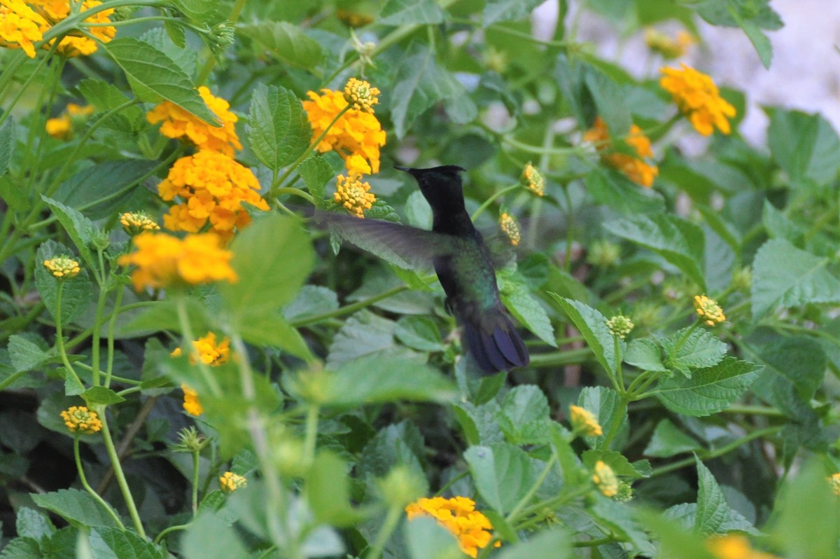 Antillean Crested Hummingbird - ML416653031