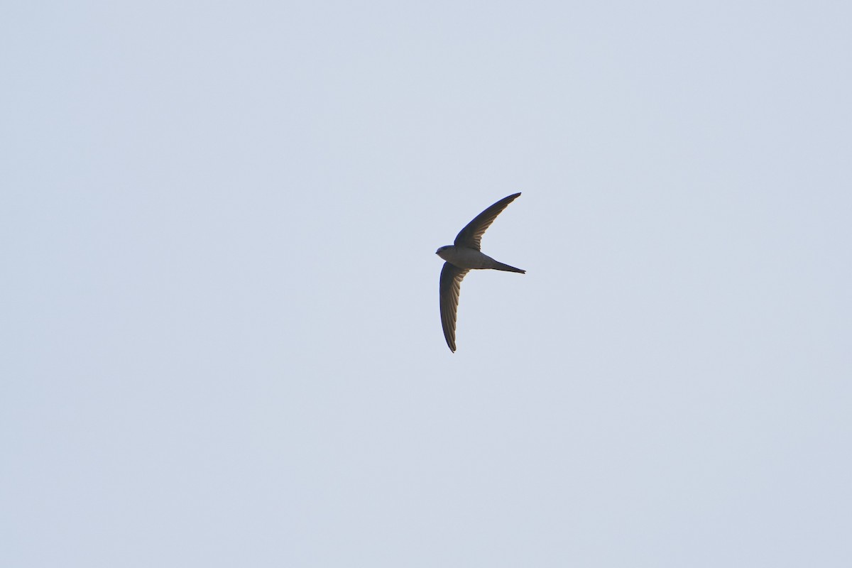 Asian Palm Swift - ML416654631