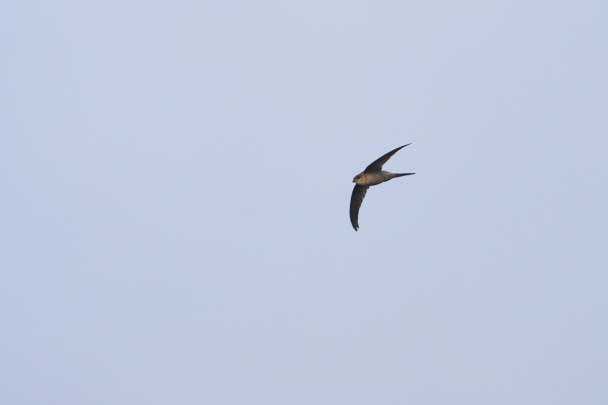 Asian Palm Swift - ML416654641