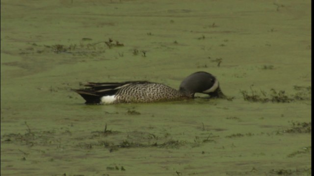 Blue-winged Teal - ML416655