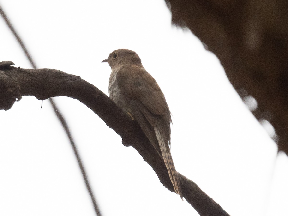 Fan-tailed Cuckoo - ML416655021