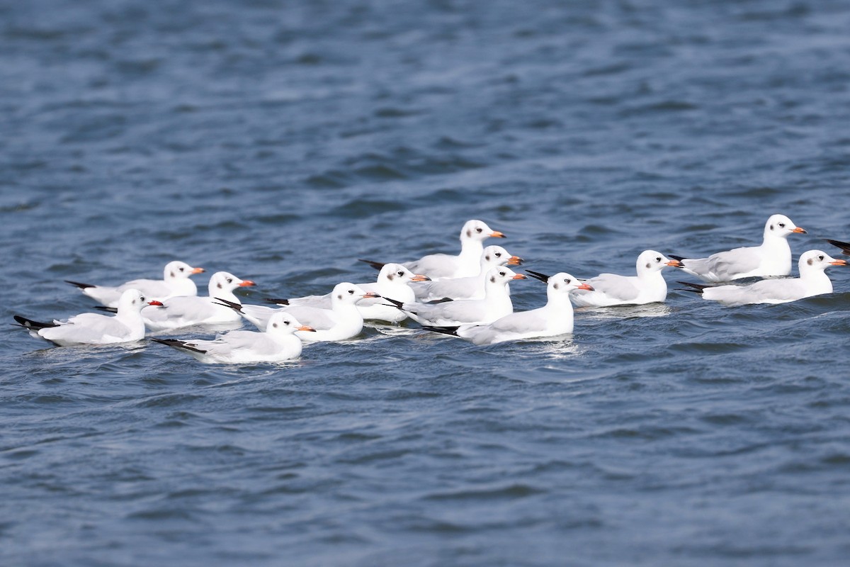 Brown-headed Gull - ML416656021