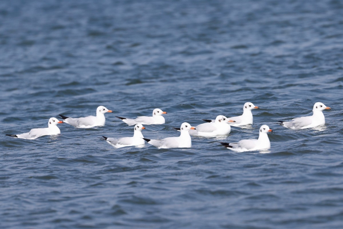 Brown-headed Gull - ML416656031
