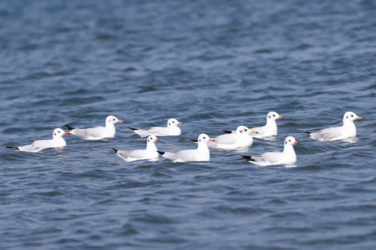 Brown-headed Gull - ML416656031