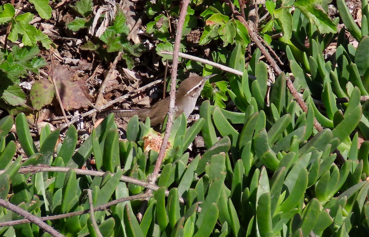 Bewick's Wren - ML416656281