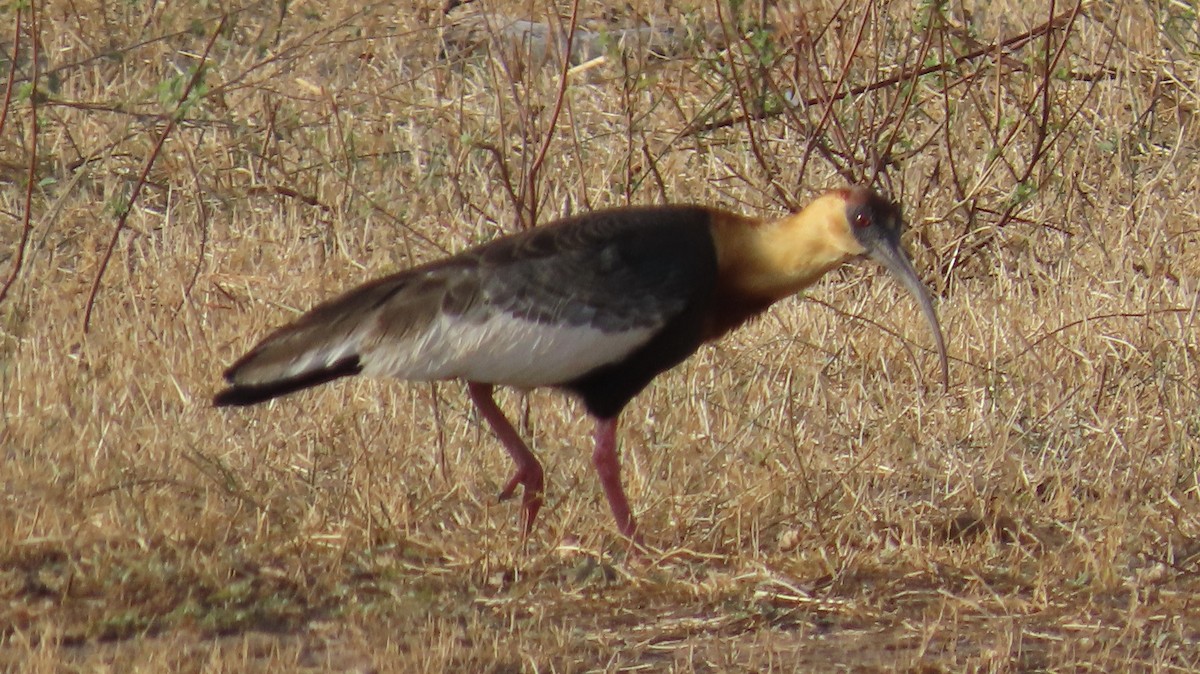 ibis bělokřídlý - ML416656631