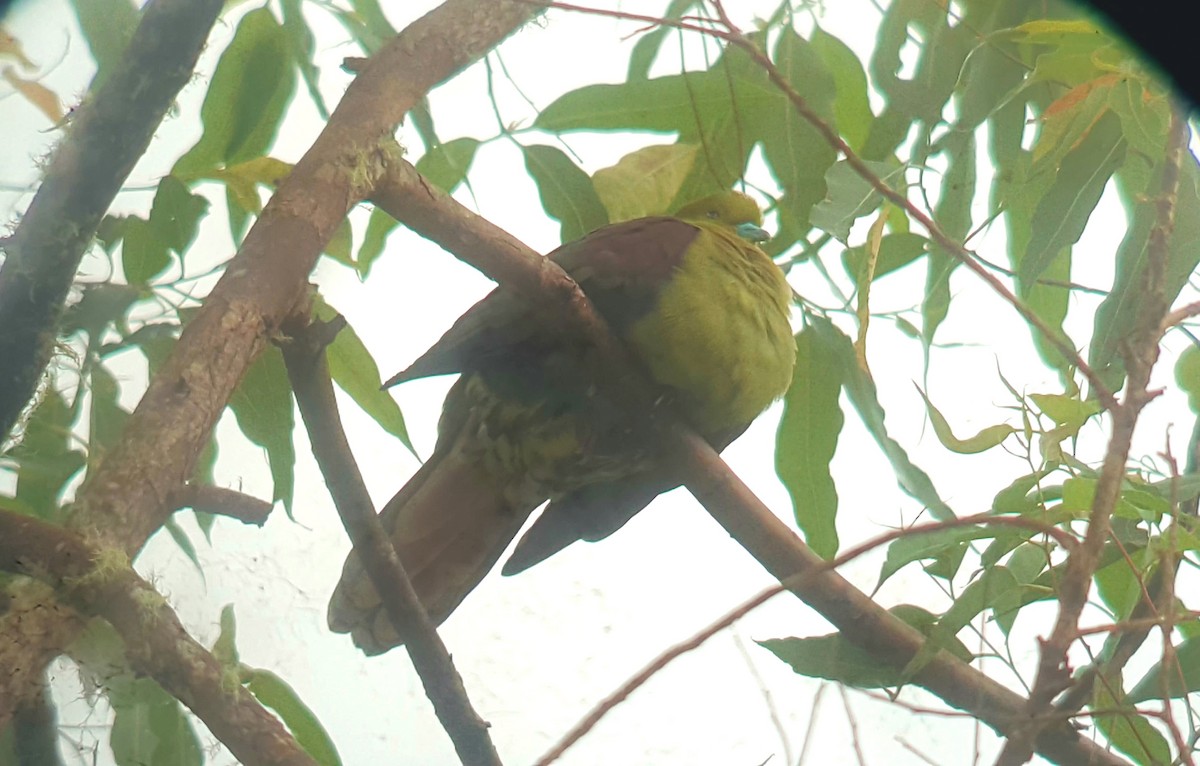 Wedge-tailed Green-Pigeon - ML416656751