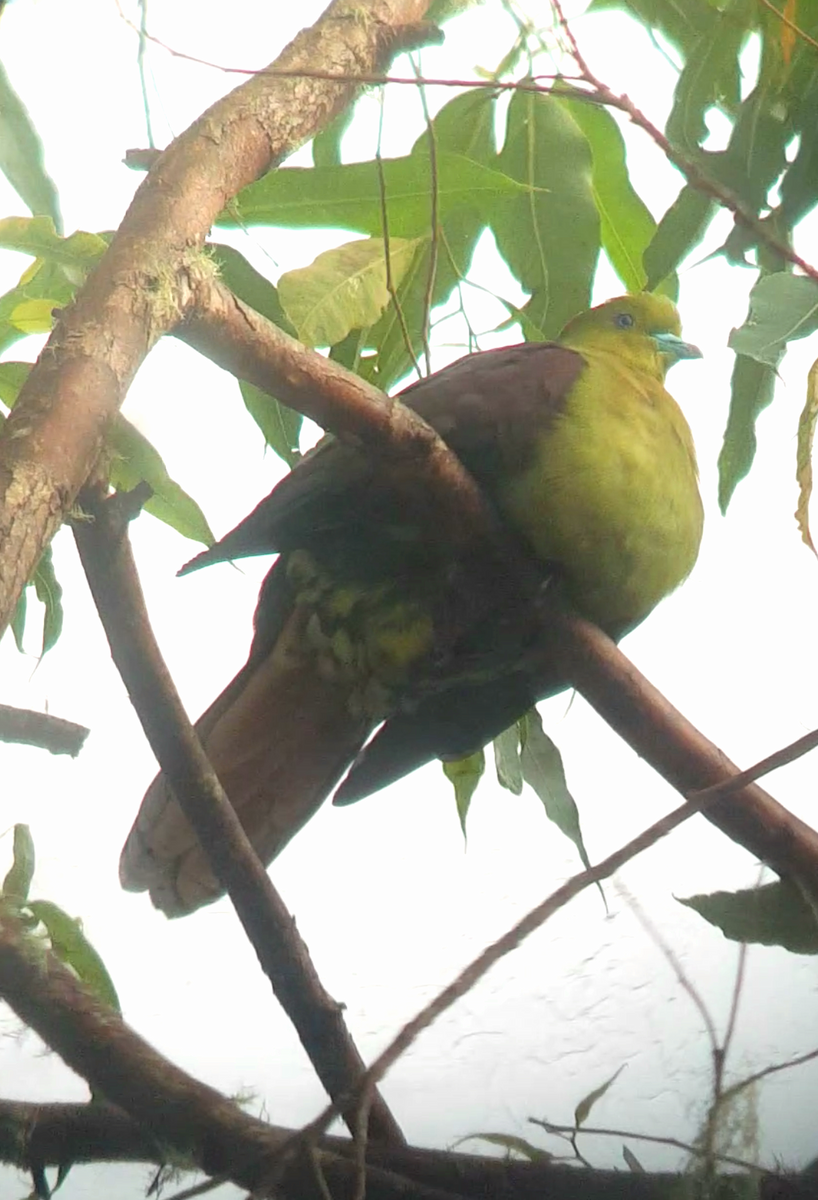 Wedge-tailed Green-Pigeon - ML416657011