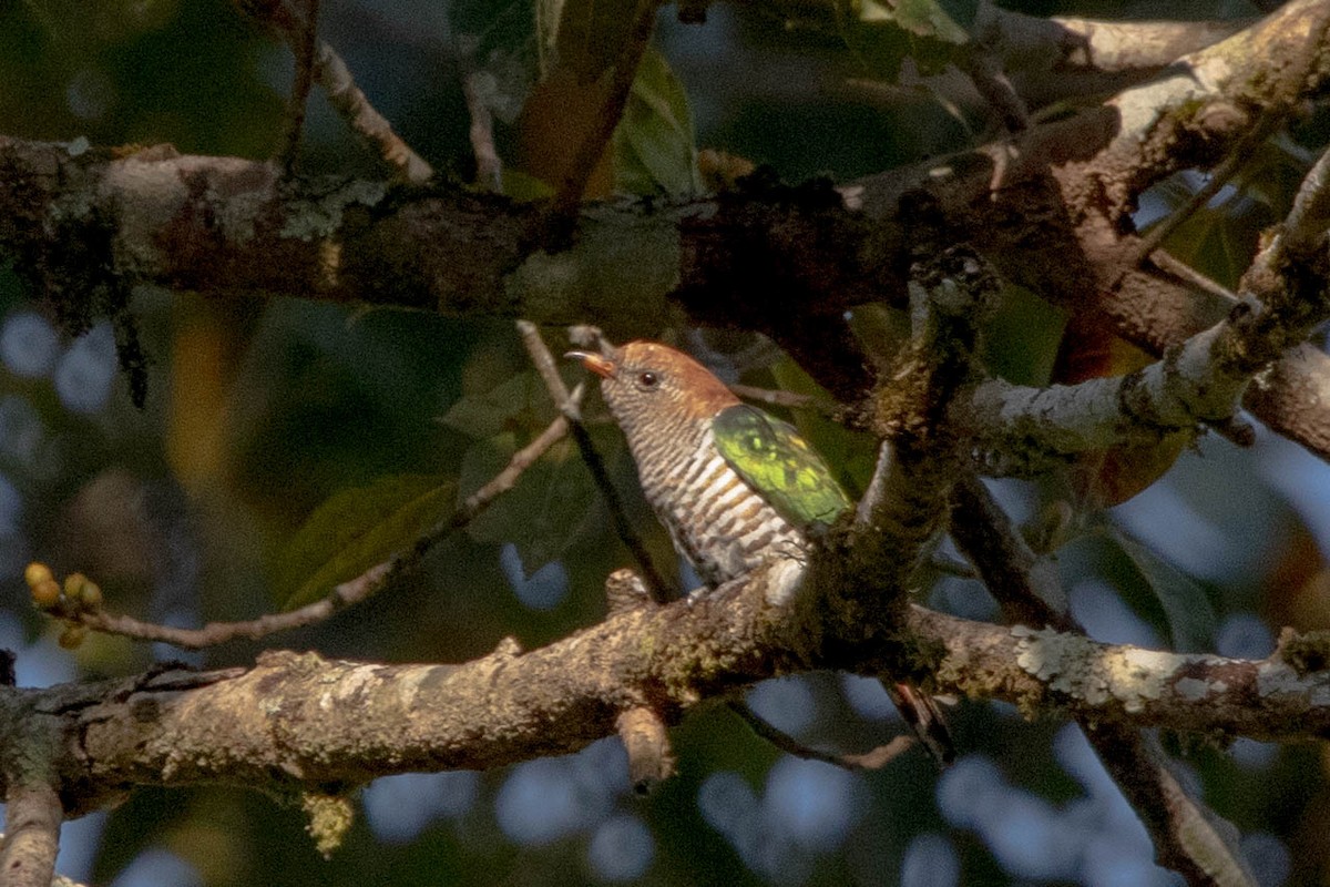 Asian Emerald Cuckoo - ML416657151