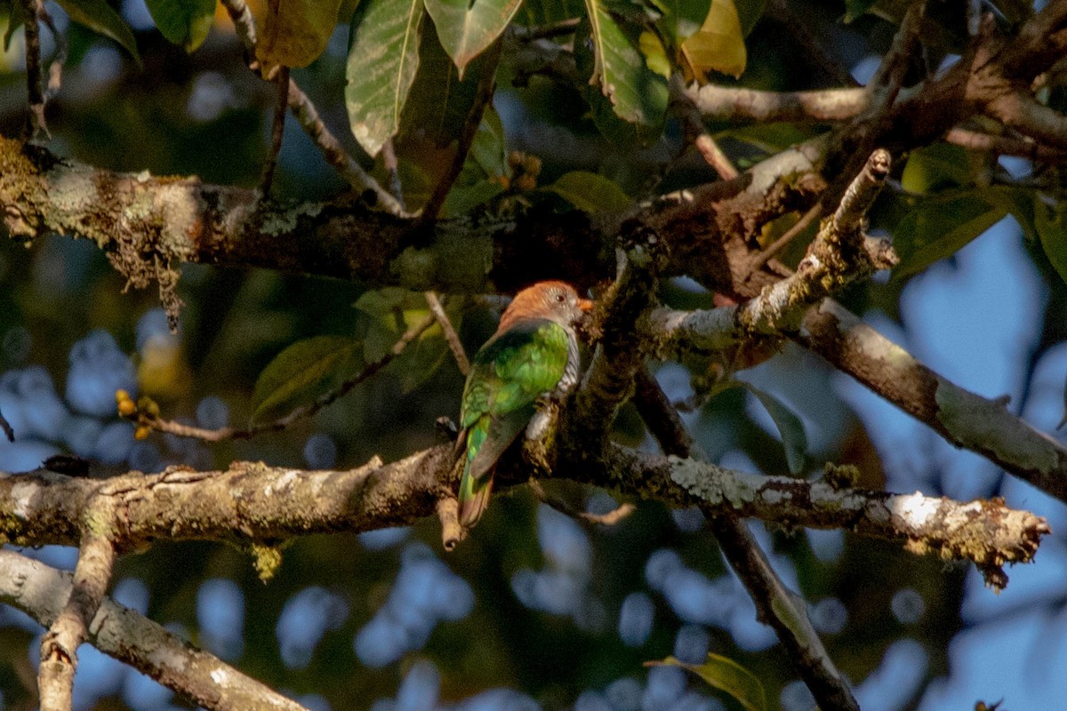 Asian Emerald Cuckoo - ML416657161