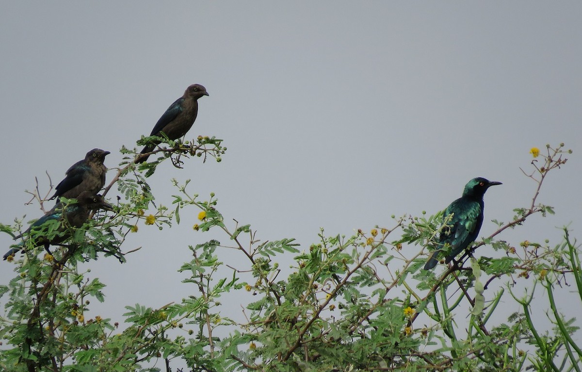 Lesser Blue-eared Starling (Lesser) - ML416658071