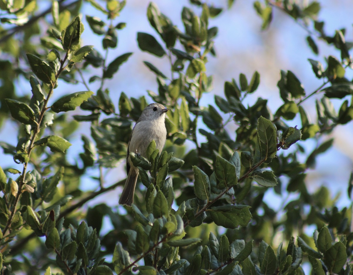 Mésange unicolore - ML416658701