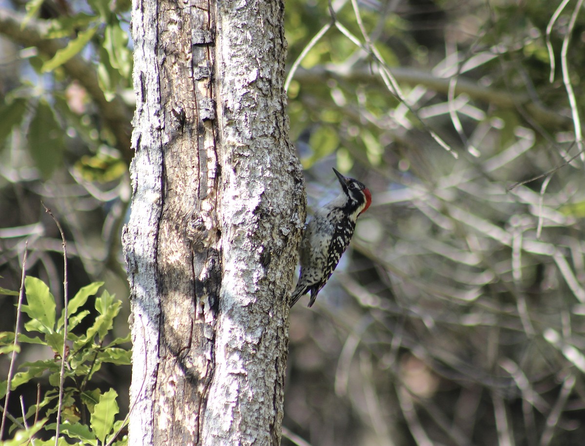 Nuttall's Woodpecker - Amanda Damin