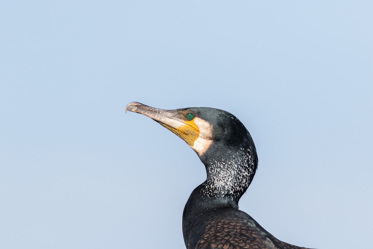 Great Cormorant - James Bennett