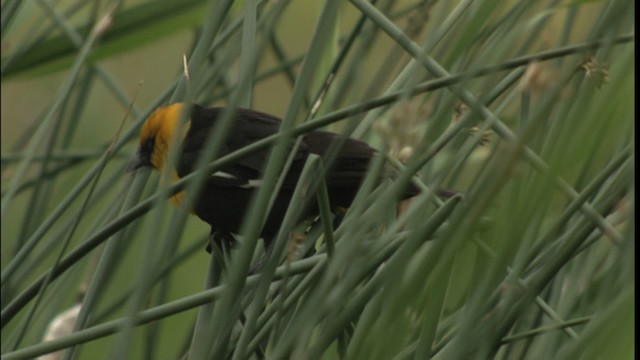 Yellow-headed Blackbird - ML416660