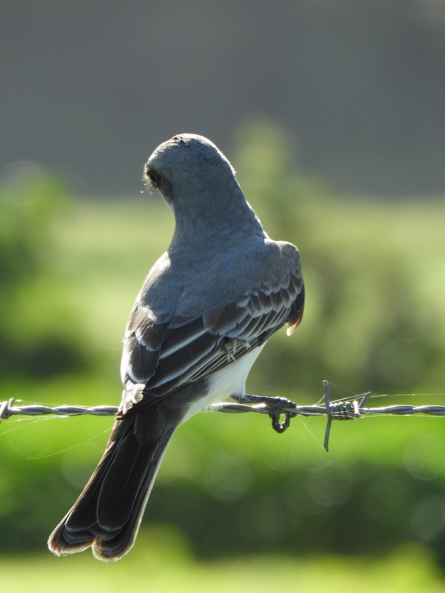 Gray Kingbird - ML416660621