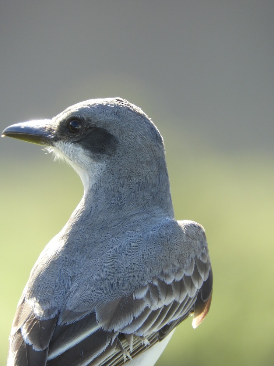 Gray Kingbird - ML416660731