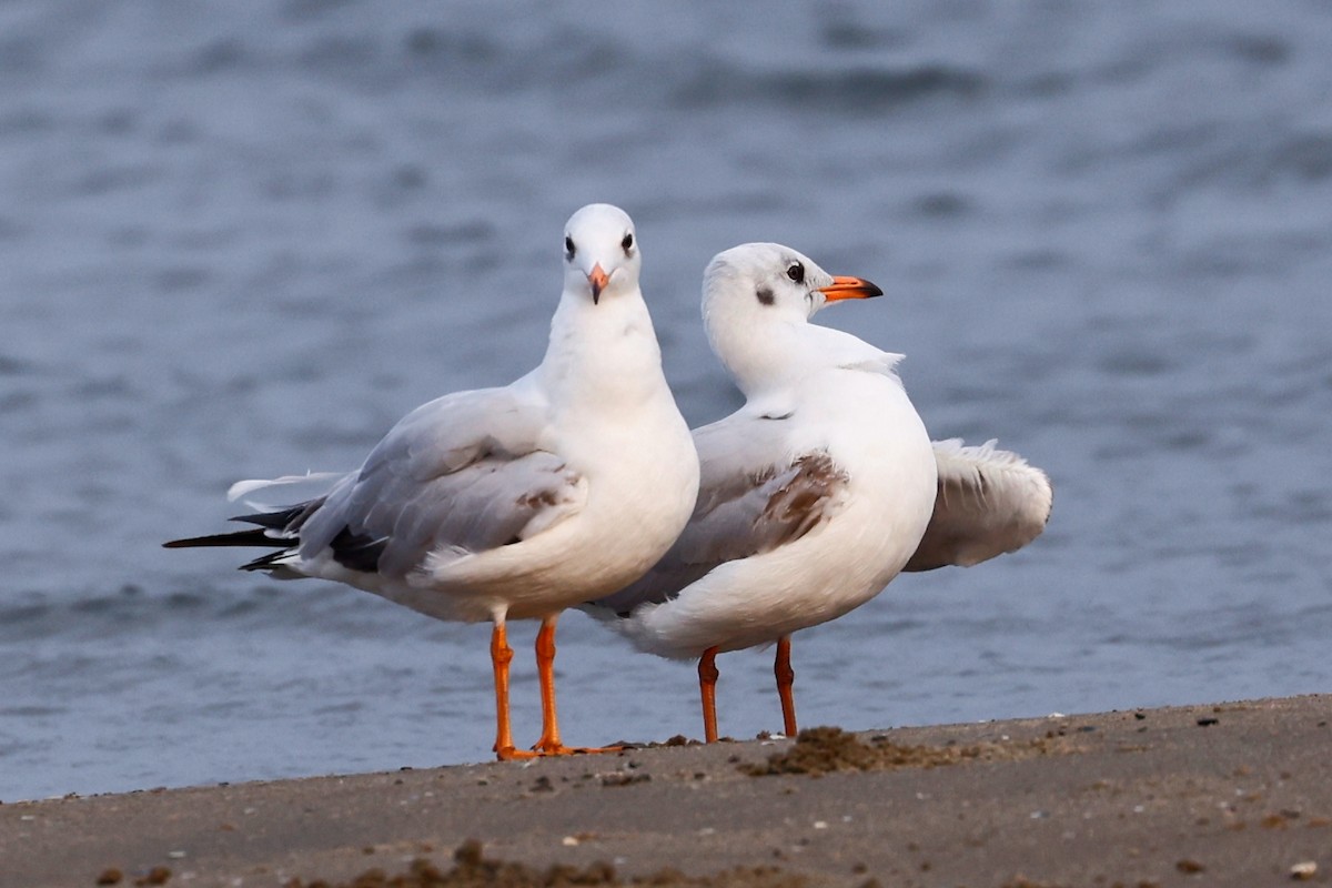 Brown-headed Gull - ML416661731