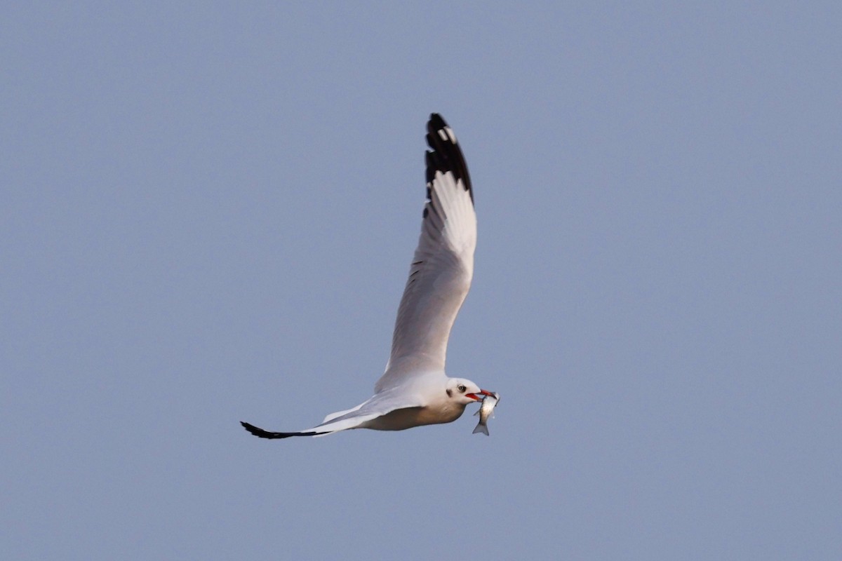 Brown-headed Gull - ML416662401