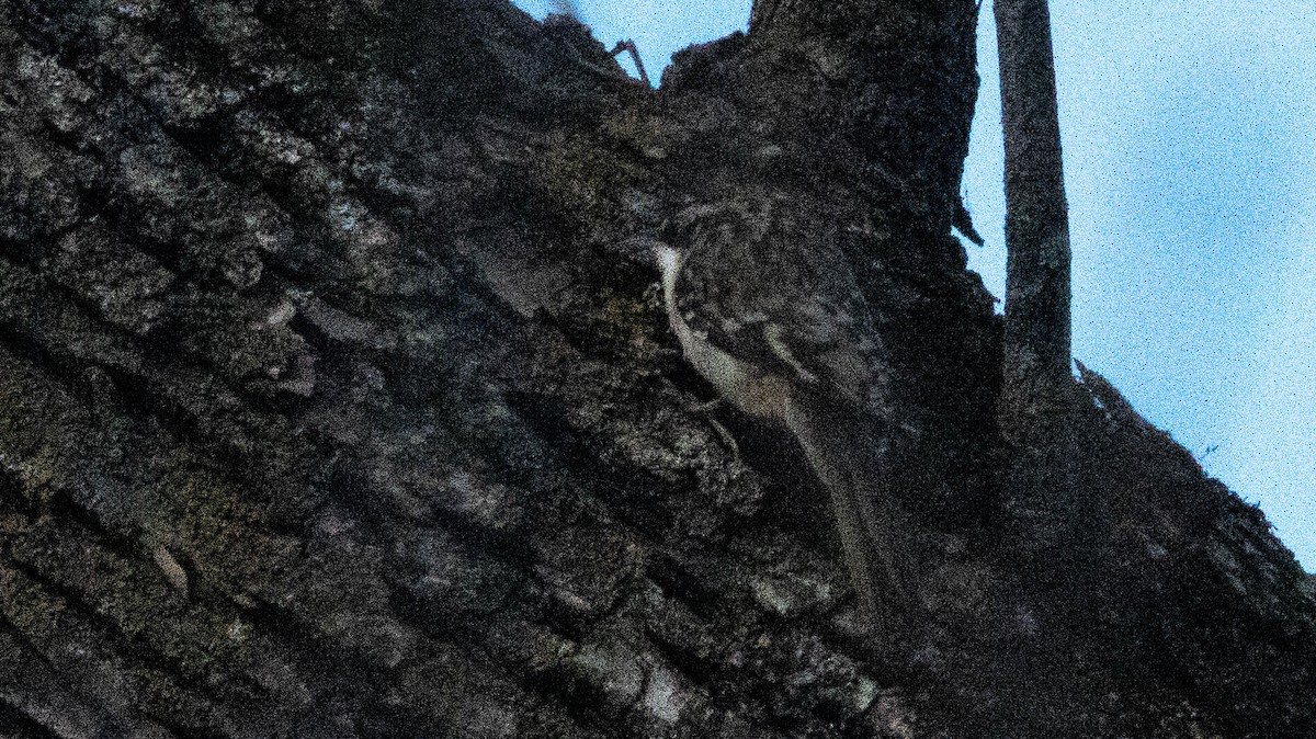 Brown Creeper - ML416666391