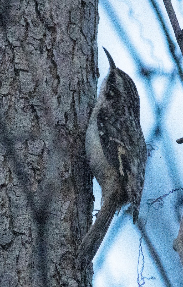 Brown Creeper - ML416666401