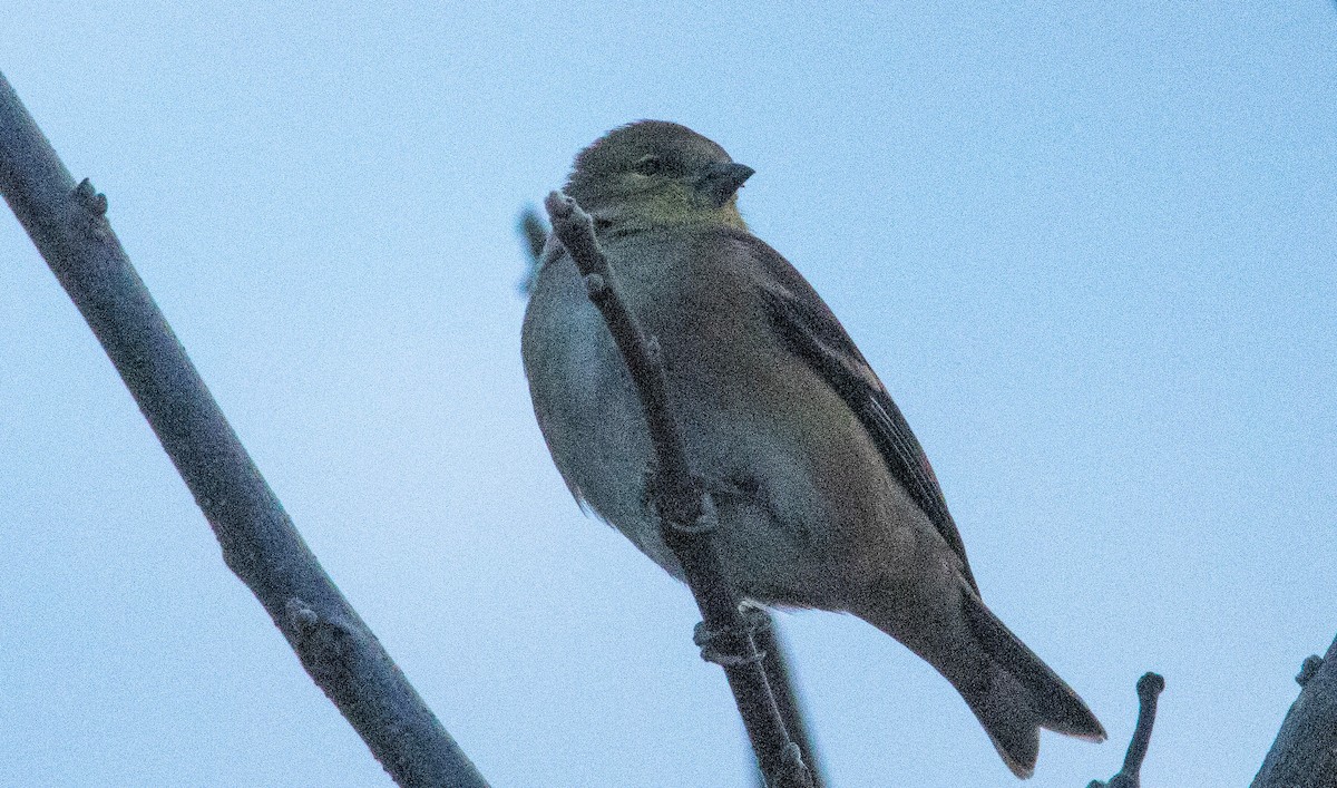 American Goldfinch - ML416666471