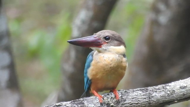 Stork-billed Kingfisher - ML416667911