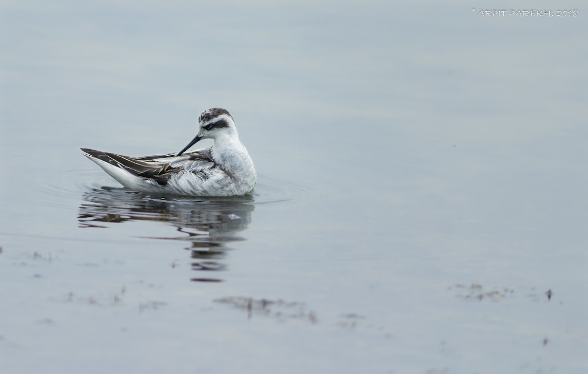 Red-necked Phalarope - ML416667951