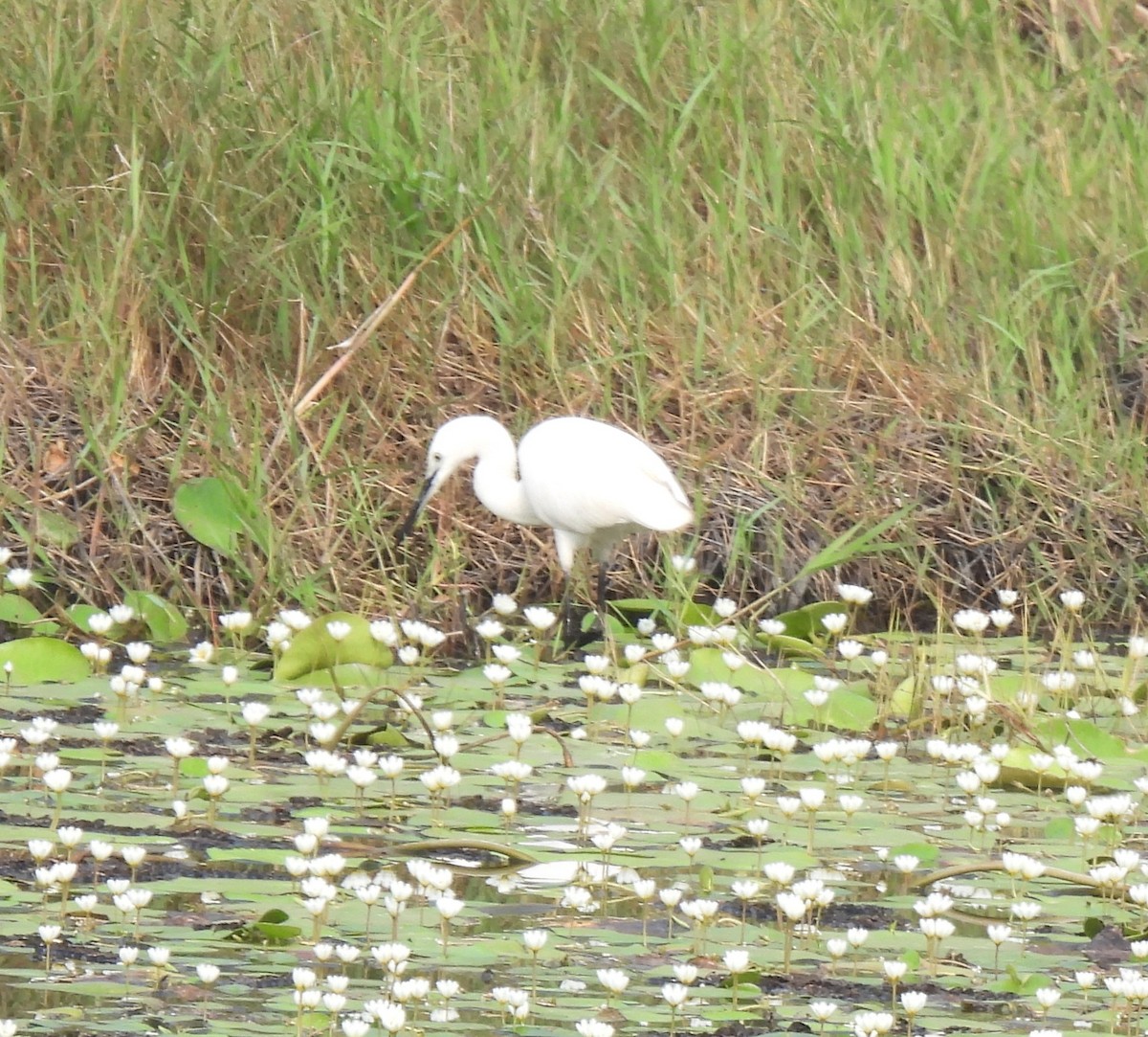 Little Egret - ML416669311