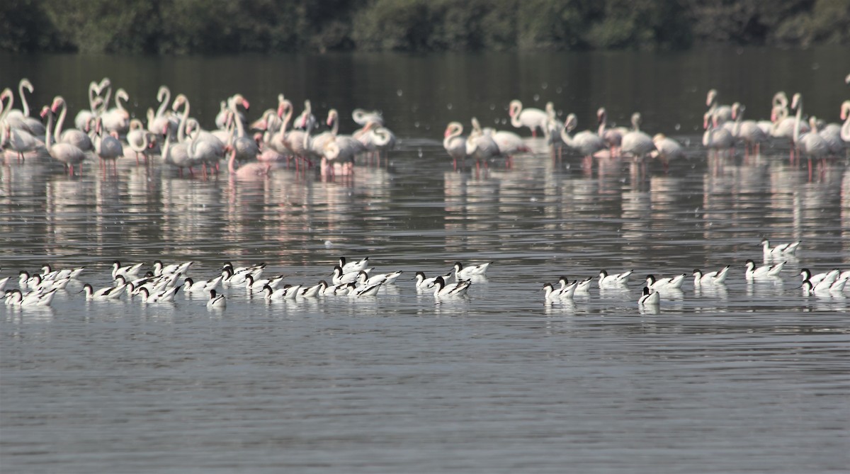 Pied Avocet - ML416669541