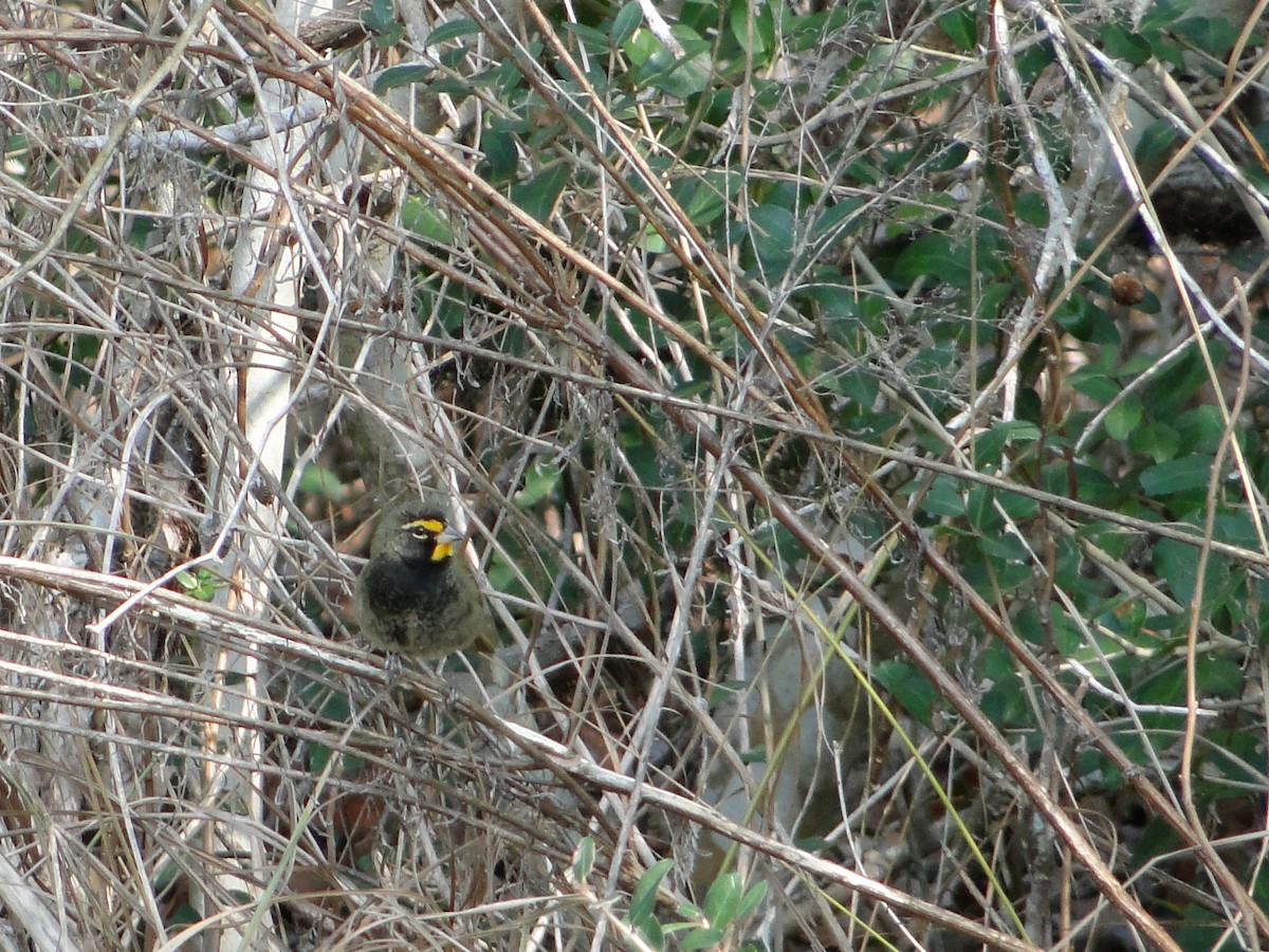 Yellow-faced Grassquit - ML41667281