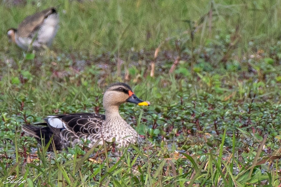 Indian Spot-billed Duck - ML416672861